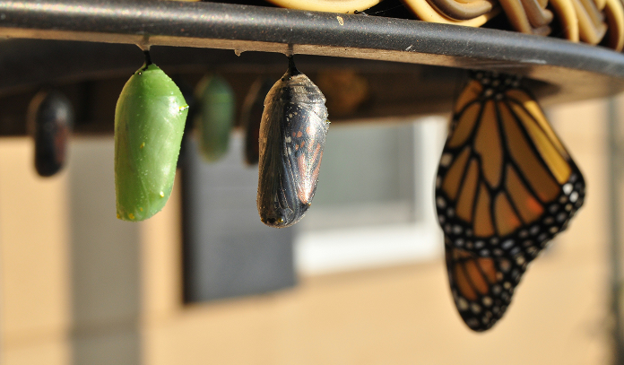 How life stage influences the role of alternatives